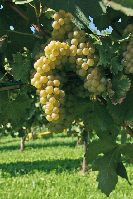 From Naples: Irpinia Wine Tour with 6 Tastings - The eight-hour plan from the Romeo Hotel
