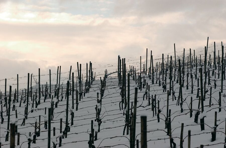 From Naples: Irpinia Wine Tour with 6 Tastings - Second stop: Sertura Vini d’Irpinia
