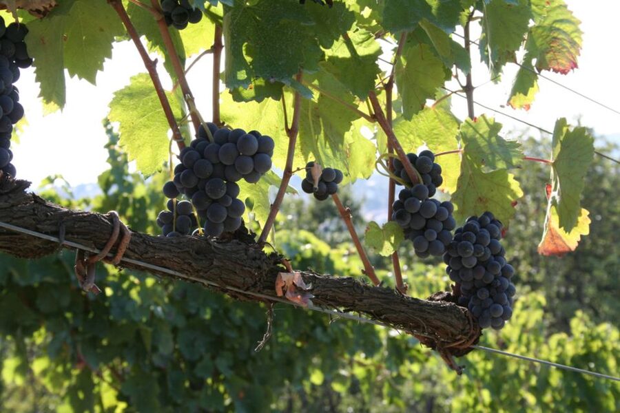 From Naples: Irpinia Wine Tour with 6 Tastings - What the six tastings really give you