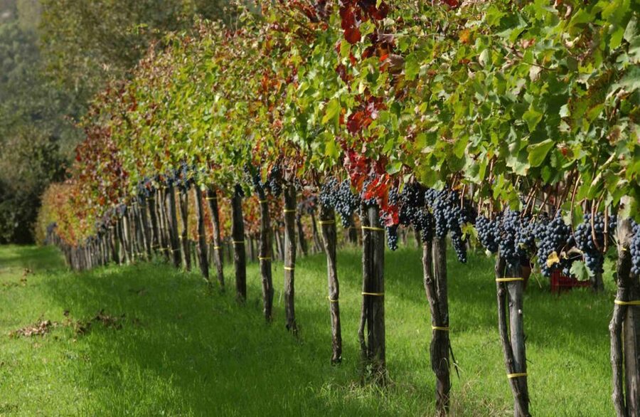 From Naples: Irpinia Wine Tour with 6 Tastings - Price and value at $220.84