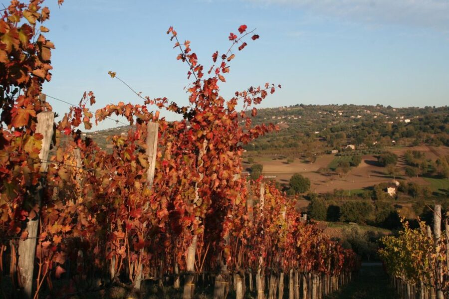 From Naples: Irpinia Wine Tour with 6 Tastings - Who should book this wine tour
