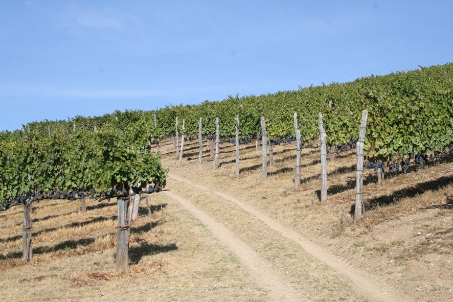 From Naples: Irpinia Wine Tour with 6 Tastings - First stop: Tenuta Donna Elvira in Montemiletto