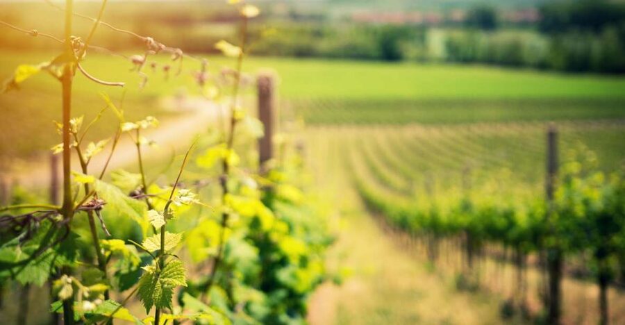 From Naples: Pompeii and Wine Tasting Tour with Lunch - Why this Pompeii and wine combination works
