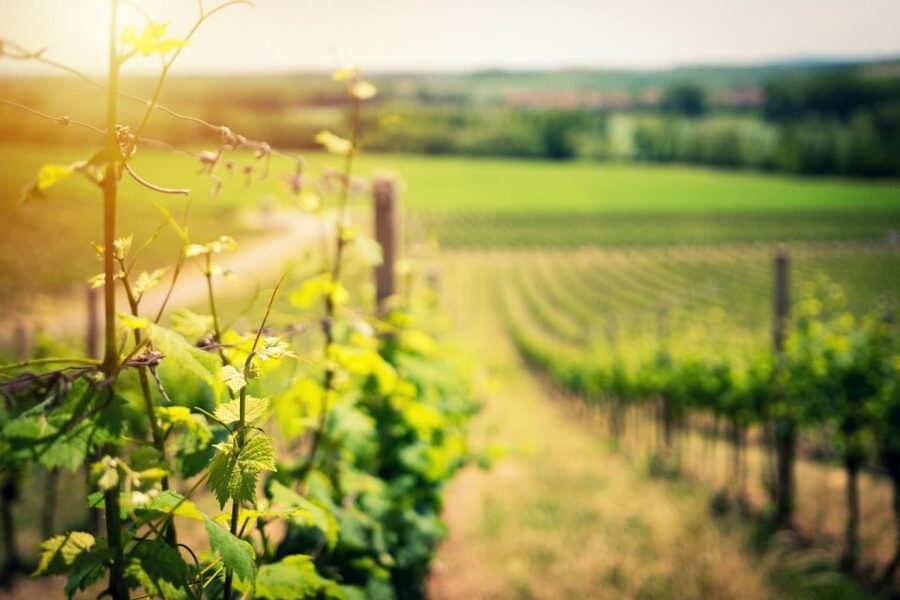 From Naples: Pompeii and Wine Tasting Tour with Lunch - What two hours at Pompeii can show you
