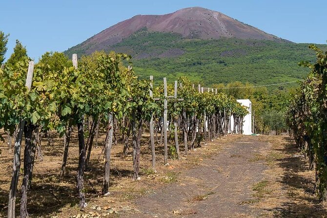 From Naples: Pompeii & Wine Tasting" Private Day Tour - How the $248.72 price works out