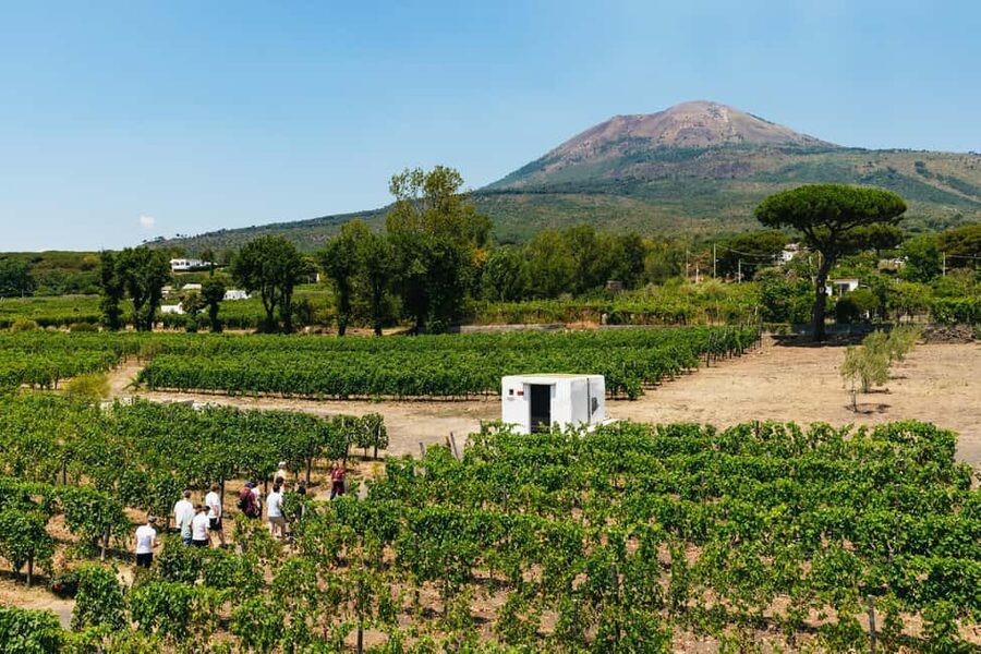 From Naples: Wine Tasting Tour on Vesuvius Slopes with Lunch - Getting from Naples to the vineyard