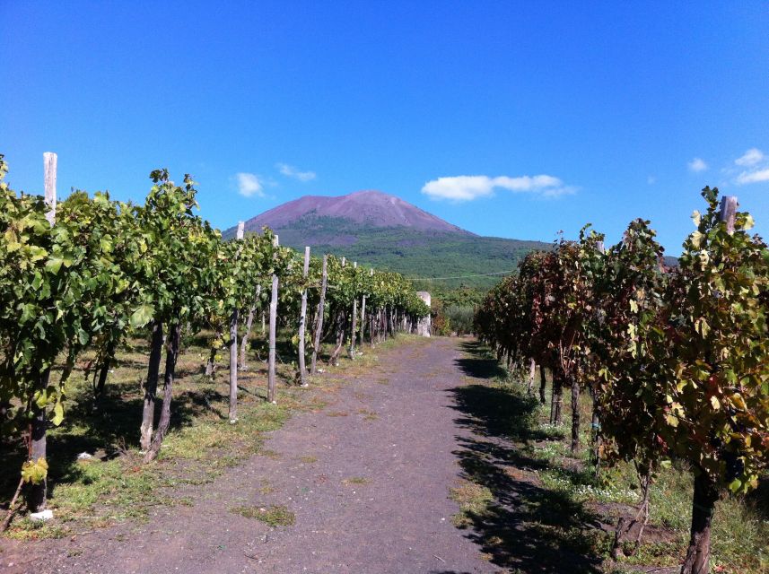 From Sorrento: Skip-the-Line Guided Vesuvius Hike and Lunch - A Sorrento Morning With Vesuvius in Sight