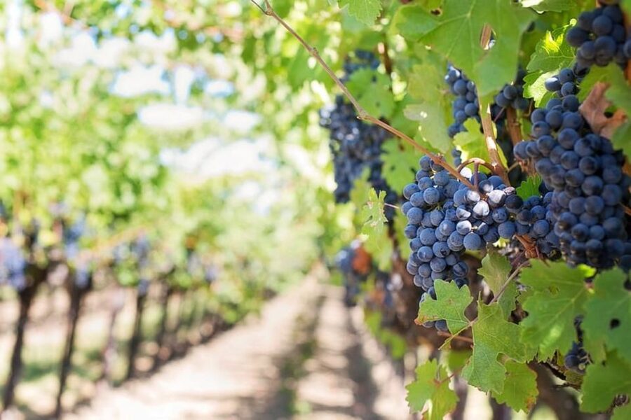 From Sorrento: Skip-the-Line Guided Vesuvius Hike and Lunch - Lunch at a Campania Vineyard