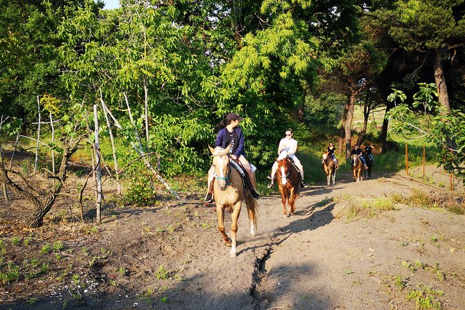 Horseback Riding on Vesuvius - How the $78.64 price compares