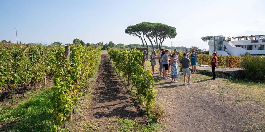 Mount Vesuvius: 5 Wine Tastings with Tour & Lunch Included - What $74.26 buys you