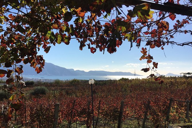 Mt. Vesuvius Wine Tasting and Lunch Experience from Pompeii - Key points before you book