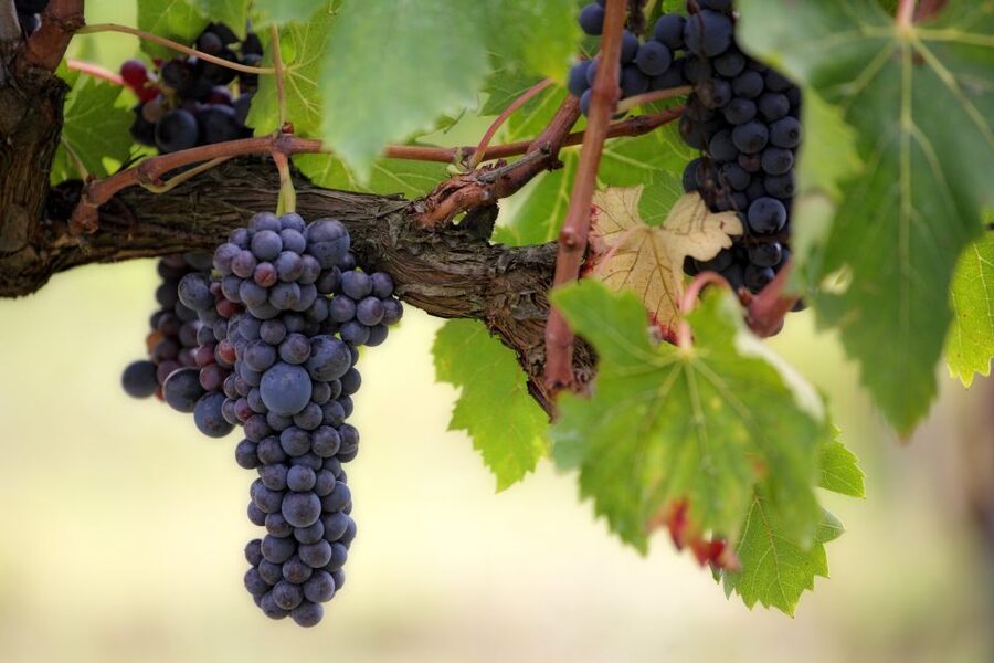 Naples: Vesuvius Half-Day Trip with Lunch and Wine Tasting - Why combine Vesuvius with lunch and wine?