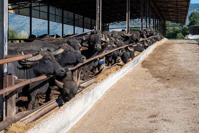 Pastum and Buffalo Mozzarella Drive - Why Paestum makes this day trip worthwhile
