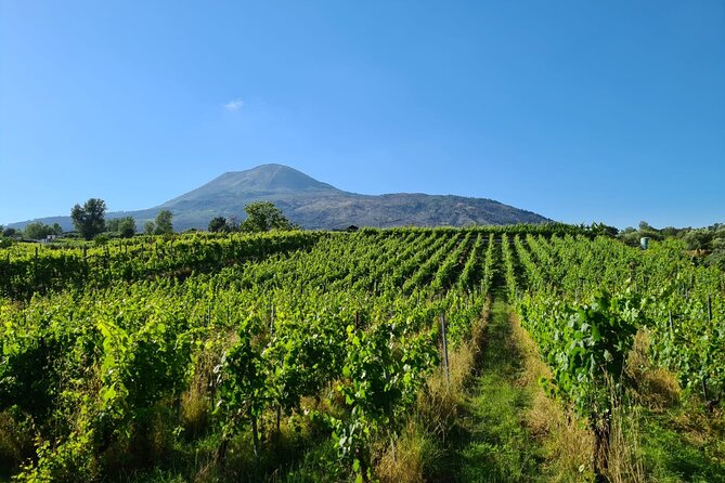 Pompeii Guided Tour & Lunch with Superior Wine Tasting - Booking advice and practical tips