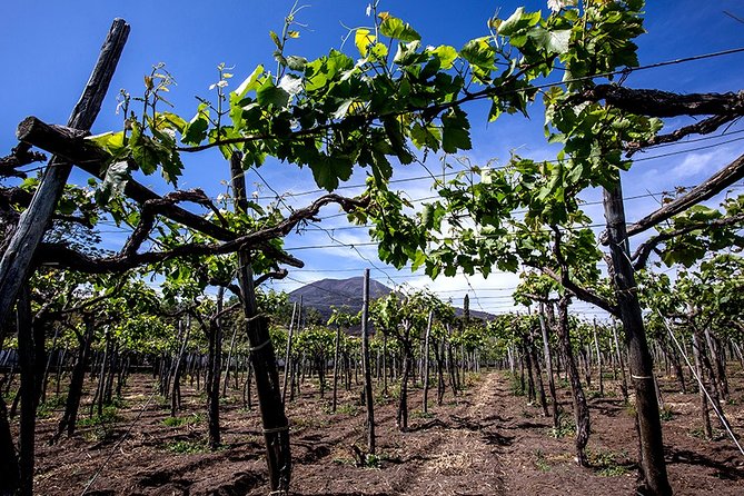 Pompeii Small Group Tour & Food/Wine tasting at Mt. Vesuvius - Meeting your guide at Porta Marina Superiore