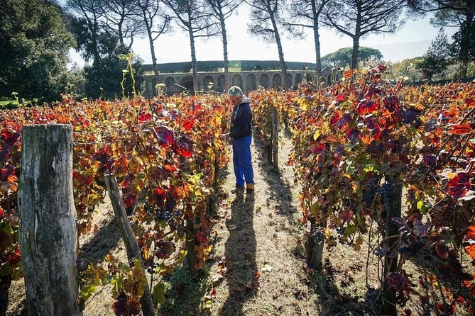 Pompeii Small Group Tour & Food/Wine tasting at Mt. Vesuvius - Guides who make the ruins readable