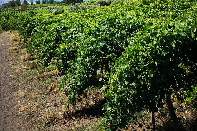 Pompeii Tour & Lunch with Wine Tasting Experience - Transport, meeting points, and the ticket question
