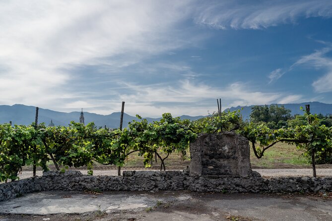 Pompeii Vineyard Escape: Private Wine Tasting & Lunch - What arrives at the table