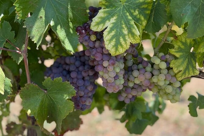 Pompeii & Wine Tasting : Private Day Trip from Naples - Why this Pompeii and wine pairing works