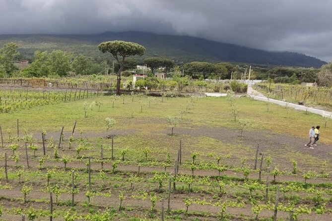 Pompeii & Wine Tasting : Private Day Trip from Naples - Who should book this half-day trip?
