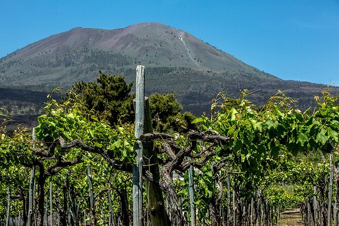 Pompeii with Wine Tasting and Lunch from Naples - The Pompeii ticket cost needs attention