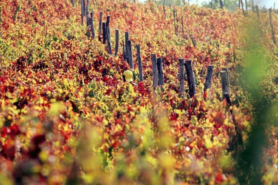 Pompeii with Wine Tasting Private Tour - Who will get the most from this tour