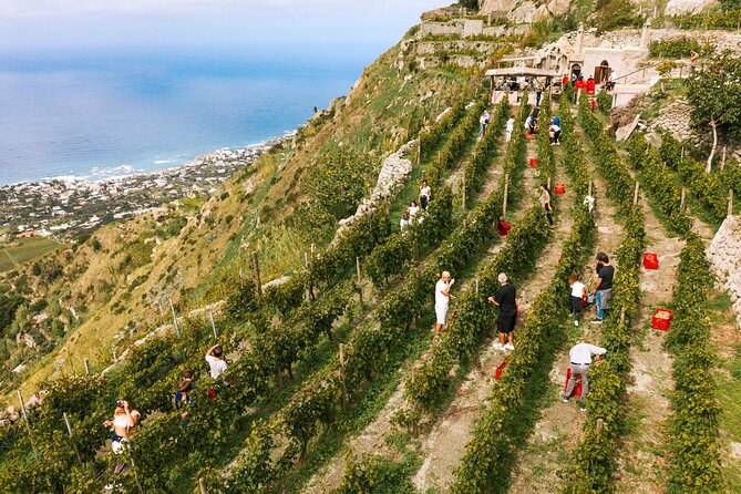 Premium Ischia Wine Tasting Experience with Transfer Included - Walking among the vines