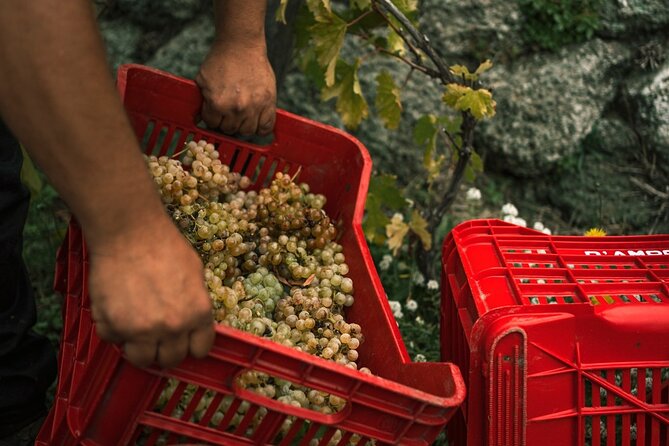 Premium Ischia Wine Tasting Experience with Transfer Included - Inside the cellars