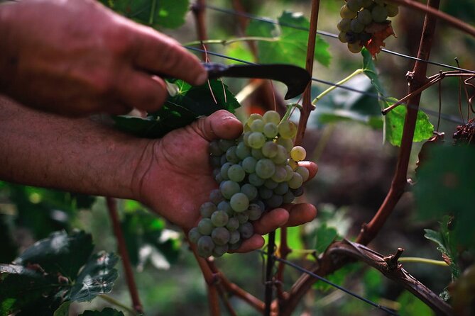 Premium Ischia Wine Tasting Experience with Transfer Included - Four glasses, four expressions of Ischia