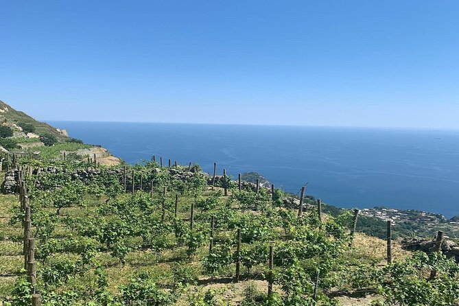 Premium Ischia Wine Tasting Experience with Transfer Included - What the three-hour schedule means