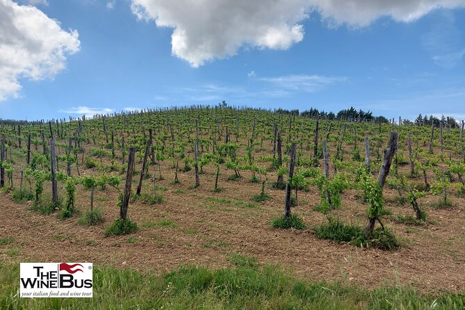 Private Irpinia Wine Tour from NAPLES with sommelier - Key points to know before booking