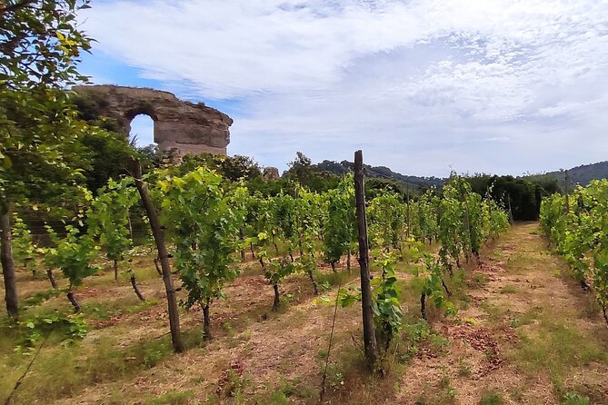 Private Natural Wine Vs Byodinamic and Organic Wine Tour - Walking the vineyard at Tenuta Sorrentino Vesuvio
