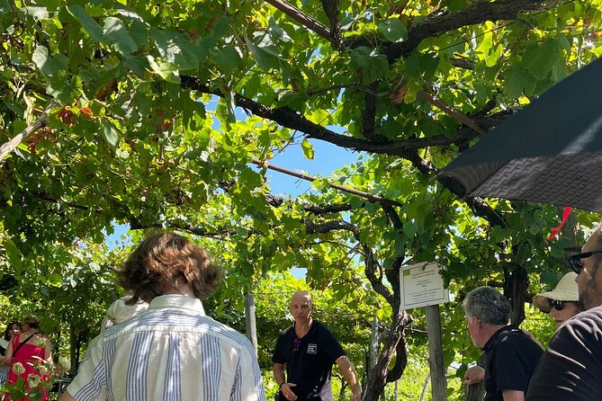 Private Natural Wine Vs Byodinamic and Organic Wine Tour - What the $300.67 price includes in practical terms