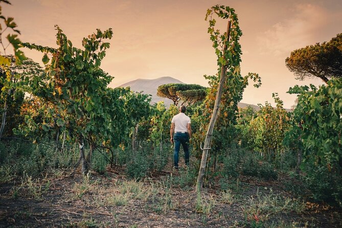 Private Natural Wine Vs Byodinamic and Organic Wine Tour - Timing, pickup, and practical planning