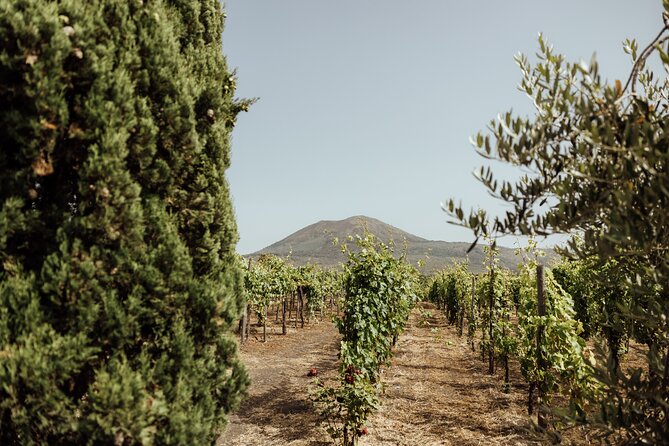 Private Tour in Pompeii and Vesuvius - The winery and lunch question