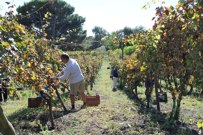 Private Tour: Pompeii & Wine Tasting at the Slopes of Mt Vesuvius - Why Pompeii and Vesuvius make a natural pair