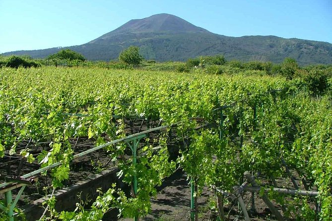 Private Tour: Pompeii & Wine Tasting at the Slopes of Mt Vesuvius - Lunch at a traditional Vesuvius vineyard