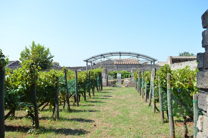 Private Tour: Pompeii & Wine Tasting at the Slopes of Mt Vesuvius - Is the $564.33 price good value?
