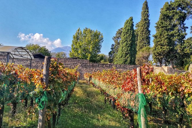 Private Tour: Pompeii & Wine Tasting at the Slopes of Mt Vesuvius - Private pickup from Naples, Sorrento, or the Amalfi Coast