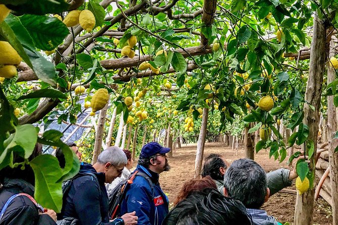 Private Tour: The Path of the Lemons - Key points at a glance