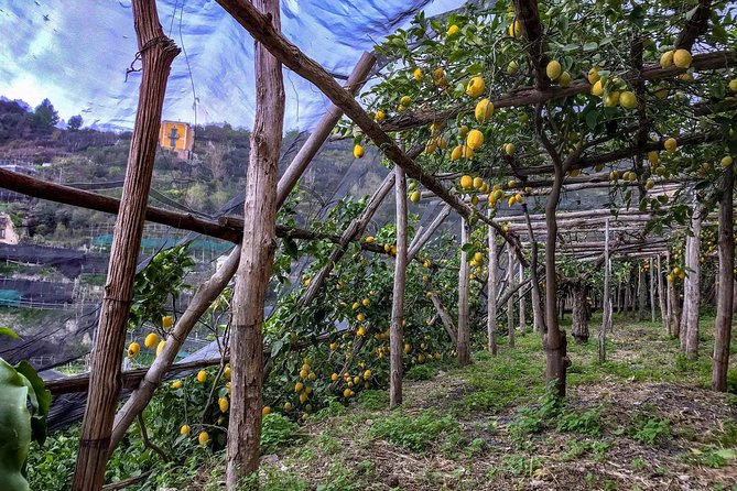 Private Tour: The Path of the Lemons - Reaching Maiori and Minori at the end