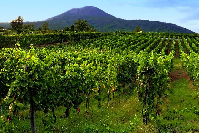 Private Wine Tour,lunch,8 wines, dedicated sommelier and trasport - Who will enjoy this experience most