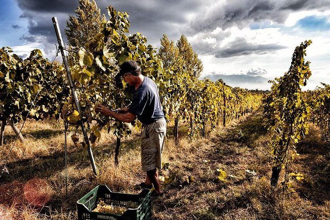 Scenic Wine Tasting & Lunch on the Slopes of Vesuvius from Naples - Key points to know before you book