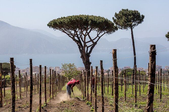 Scenic Wine Tasting & Lunch on the Slopes of Vesuvius from Naples - The wines, from white to red