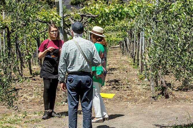 Scenic Wine Tasting & Lunch on the Slopes of Vesuvius from Naples - Timing, group size, and the return to Naples