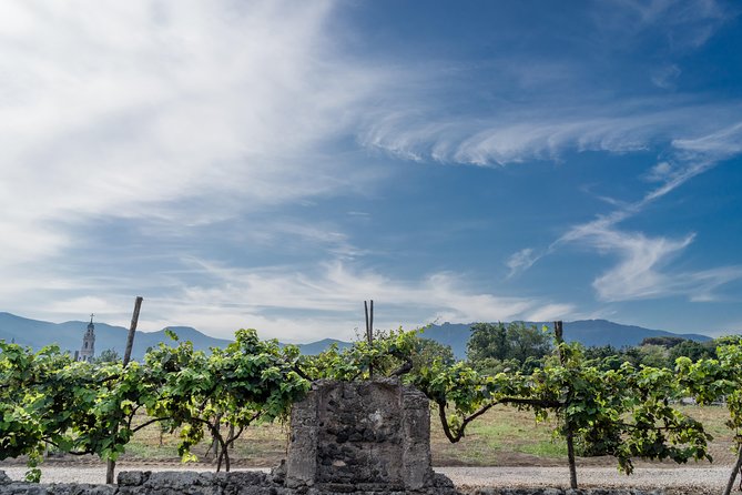 Seafood Lunch & Wine Tasting with Scenic Golf Cart Tour - From Greek vines to Pompeii’s 79 AD necropolis