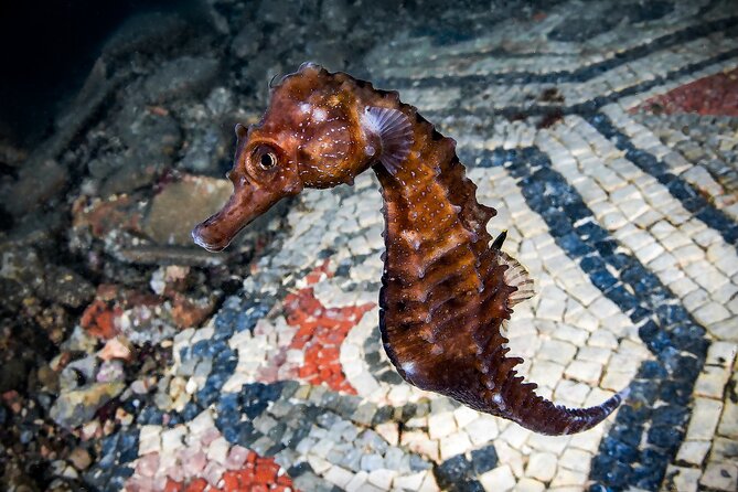 Try Scuba Diving and Underwater Roman Ruins in Baia from Naples - Key points to know before booking
