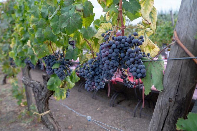 Vesuvius Wine Tasting Experience with Lunch Included - How the price works out at $88.72