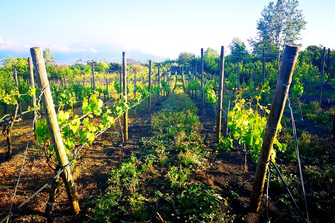 Visit 2 wine producers with tasting and transportation included - Why this Naples wine tour feels different