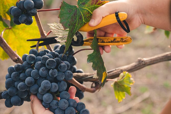 Wine Tasting and Winery Tour in Vesuvio National Park with Lunch - A volcanic winery between Naples and Vesuvius